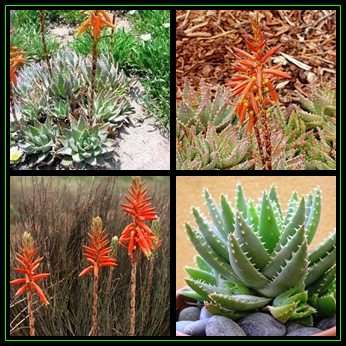 Aloe brevifolia - Kleinaalwyn - 10 Seed Pack - Indigenous Succulent - Worldwide Shipping - NEW