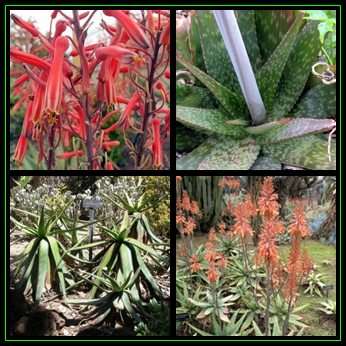 Aloe burgerfortensis - 10 Seed Pack - Indigenous Succulent - Worldwide Shipping - NEW