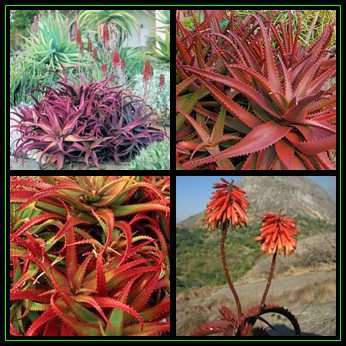 Aloe cameronii Seeds - Red Aloe - Exotic Succulent from Central Africa - Worldwide Shipping, NEW