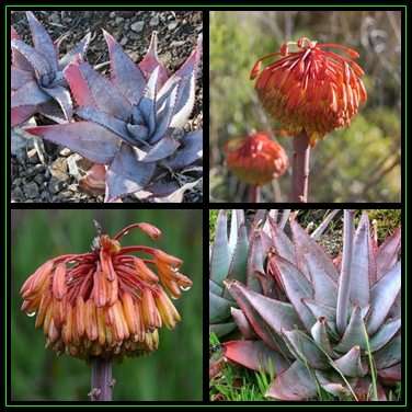 Aloe capitata var quartziticola - 10 Seed Pack - Madagascan Succulent - Worldwide Shipping - NEW