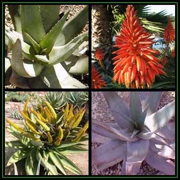 Aloe chabaudii - 5 Seed Pack Indigenous Succulent - Worldwide Shipping - NEW