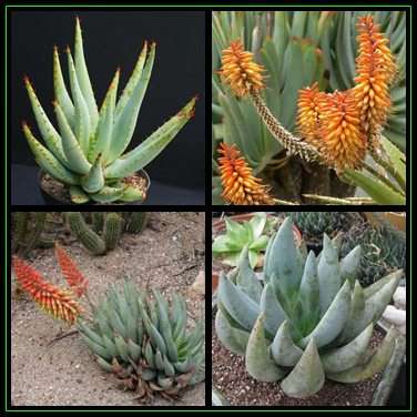 Aloe claviflora - Kraal Aloe Seeds - Indigenous Succulent - Worldwide Shipping - NEW