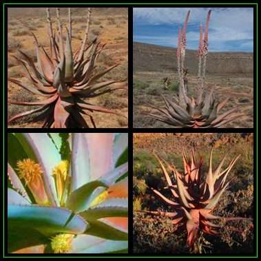 Aloe comosa - Clanwilliam Aloe - 10 Seed Pack Indigenous Succulent - Worldwide Shipping - NEW