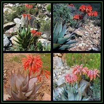 Aloe comptonii - 5 Seed Pack Indigenous Succulent - Worldwide Shipping - NEW