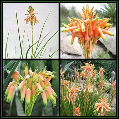 Aloe cooperi - Cooper's Aloe - 10 Seed Pack - Indigenous South African Succulent - NEW