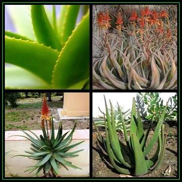 Aloe cryptopoda - Bi-Colour Aloe Seeds - Indigenous Aloe Succulent - Worldwide Shipping, NEW
