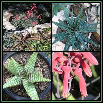 Aloe dewetii - De Wet's Aloe Seeds - Indigenous Succulent - Worldwide Shipping, NEW