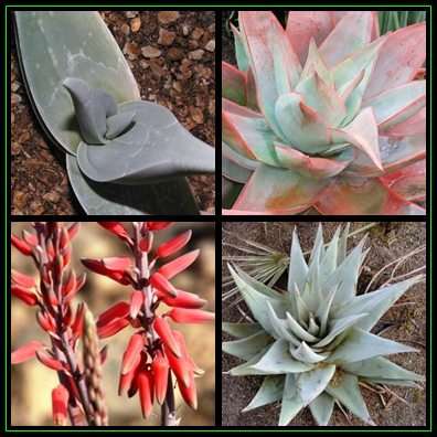 Aloe dhufarensis - 5 Seed Pack - Exotic Succulent from Oman - Worldwide Shipping, NEW