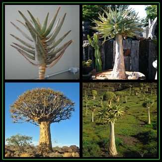 Aloe dichotoma - Kokerboom, Quiver Tree Seeds - Indigenous Succulent - Worldwide Shipping, NEW