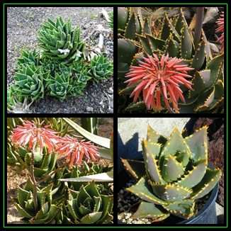 Aloe distans - Jewelled Aloe - 5 Seed Pack - Indigenous Succulent - Worldwide Shipping, NEW