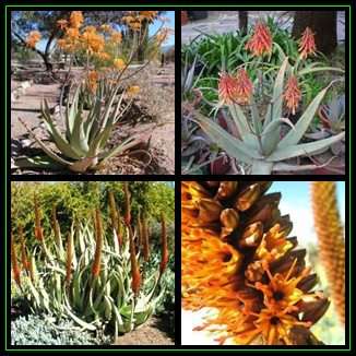 Aloe elegans Seeds - Beautiful Exotic Succulent - Worldwide Shipping, NEW