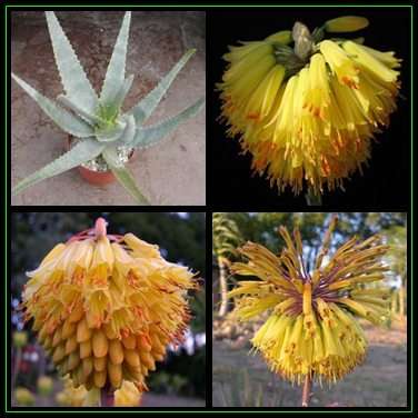 Aloe ericetorum - 10 Seed Pack - Exotic Madagascan Succulent - Worldwide Shipping, NEW