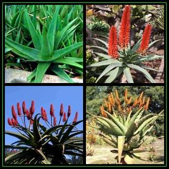 Aloe excelsa - 10 Seed Pack - Beautiful Exotic Zimbabwe Succulent - Worldwide Shipping, NEW