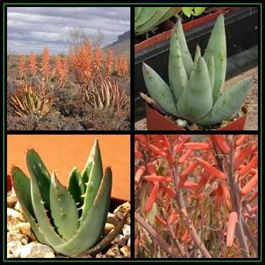 Aloe falcata Seeds - Vanrhynsdorp Aloe - Indigenous Succulent - Worldwide Shipping, NEW