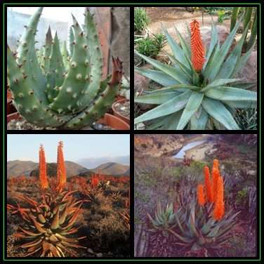 Aloe ferox - Bitter Aloe - 20 Seed Pack - Indigenous Succulent - Worldwide Shipping, NEW