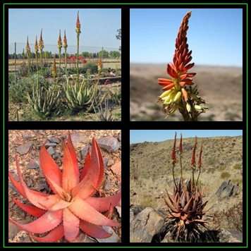 Aloe gariepensis Red Flowers Seeds - Indigenous Succulent - Worldwide Shipping, NEW