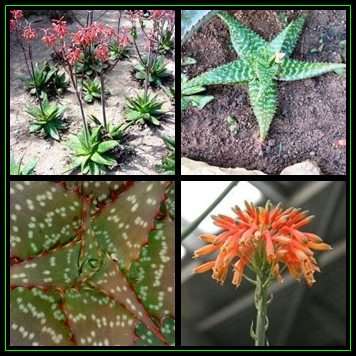 Aloe grandidentata - Dwarf Soap Aloe - 10 Seed Pack - Indigenous Succulent - Worldwide Shipping, NEW