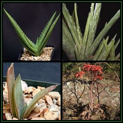 Aloe hahnii Seeds - Indigenous Succulent - Worldwide Shipping, NEW