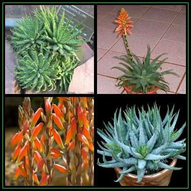 Aloe humilis - Spider Aloe - 5 Seed Pack - Indigenous Succulent - Worldwide Shipping, NEW