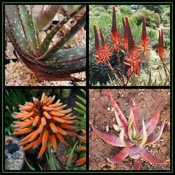 Aloe khamiesensis - Namaqua Aloe - 20 Seed Pack - Indigenous Succulent - Worldwide Shipping, NEW