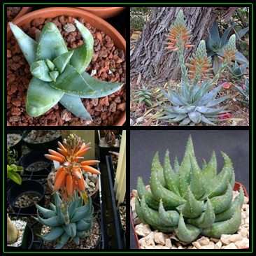 Aloe krapohliana - Karoo Aloe - 5 Seed Pack - Indigenous Succulent - Worldwide Shipping, NEW