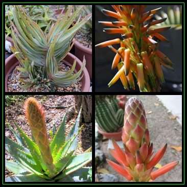 Aloe lineata - Mitre Aloe - 5 Seed Pack - Indigenous Succulent - Worldwide Shipping, NEW