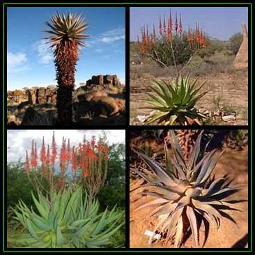 Aloe littoralis - Windhoek Aloe - 10 Seed Pack - Exotic Namibian Succulent - Worldwide Shipping, NEW