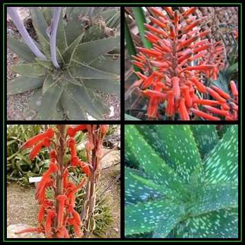 Aloe longibracteata - 5 Seed Pack - Indigenous Succulent - Worldwide Shipping, NEW