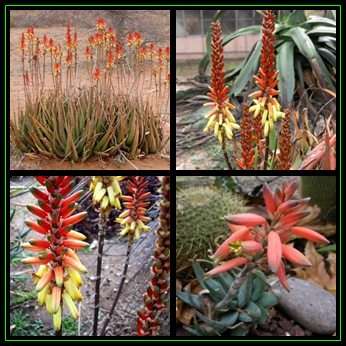 Aloe lutescens - Malapati Aloe - 20 Seed Pack - Indigenous Succulent - Worldwide Shipping, NEW