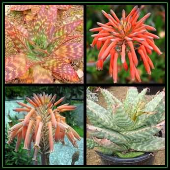 Aloe maculata - Soap Aloe - 10 Seed Pack Indigenous Succulent - Worldwide Shipping, NEW