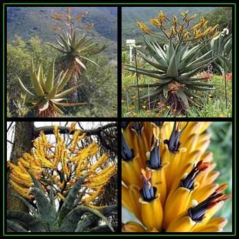 Aloe marlothii Seeds - Mountain Aloe - Indigenous Succulent - Worldwide Shipping, NEW