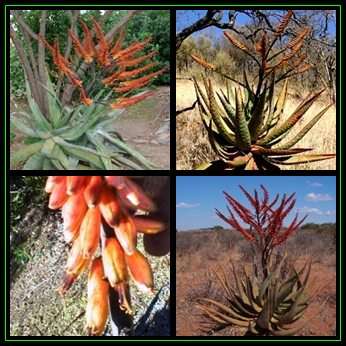 Aloe marlothii x Aloe globuligemma - 10 Seed Pack - Indigenous Succulent - Worldwide Shipping - NEW