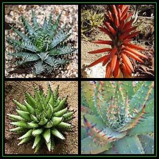 Aloe melanacantha - Black Spined Aloe 20 Seed Pack - Indigenous Succulent - Worldwide Shipping - NEW