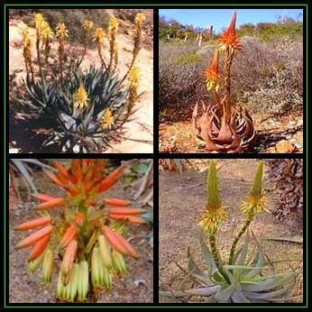 Aloe microstigma - Worcester Aloe - 10 Seed Pack - Indigenous Succulent - Worldwide Shipping - NEW