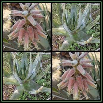 Aloe molederana - 10 Seed Pack - Exotic Succulent from Somalia - Worldwide Shipping, NEW