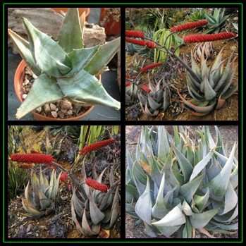 Aloe ortholopha - Dyke Aloe - 5 Seed Pack - Indigenous Succulent - Worldwide Shipping - NEW