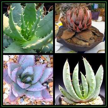 Aloe peglerae - 5 Seed Pack - Beautiful Indigenous Succulent - Worldwide Shipping, NEW
