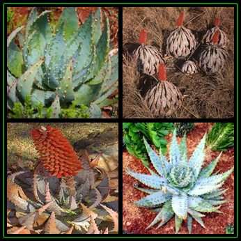 Aloe peglerae - 20 Seed Pack - Beautiful Indigenous Succulent - Worldwide Shipping, NEW