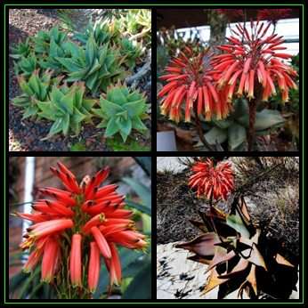 Aloe perfoliata Seeds - Mitre Aloe - Indigenous Succulent - Worldwide Shipping, NEW