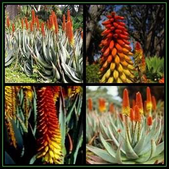 Aloe petricola Seeds - Rock Aloe - Indigenous Aloe Succulent - Worldwide Shipping, NEW
