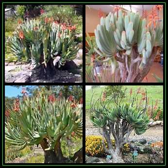 Aloe plicatilis - Fan Aloe - 20 Seed Pack - Indigenous Succulent - Worldwide Shipping - NEW