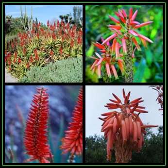 Aloe pluridens - French Aloe - 10 Seed Pack - Indigenous Succulent - Worldwide Shipping, NEW