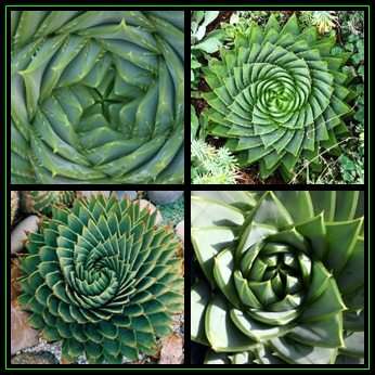 Aloe polyphylla - 5 Seed Pack + 5 FREE Dragon's Blood Tree Seeds - Exotic Lesotho Succulent - NEW