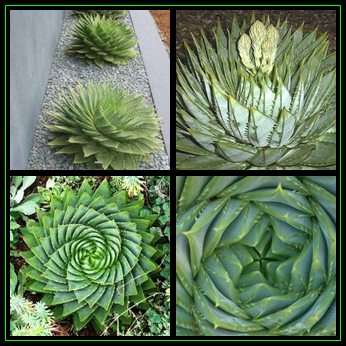 Aloe polyphylla Seeds - Spiral Aloe - Exotic Lesotho Succulent - Worldwide Shipping, NEW