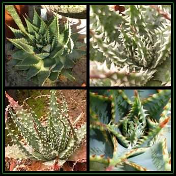 Aloe pratensis - 5 Seed Pack - Beautiful Indigenous Succulent - Worldwide Shipping, NEW