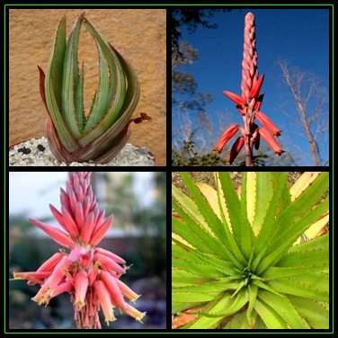 Aloe pretoriensis - Pretoria Aloe - 10 Seed Pack - Indigenous Succulent - Worldwide Shipping, NEW