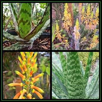 Aloe pruinosa Seeds - Slangkop Aalwyn - Indigenous Succulent - Worldwide Shipping, NEW