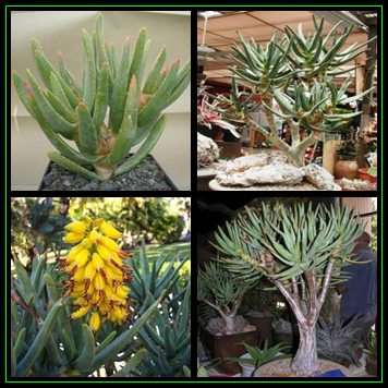 Aloe ramosissima - Maiden's Quiver Tree - 10 Seed Pack - Indigenous Succulent - Global Shipping, NEW