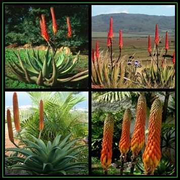 Aloe reitzii - Reitz' Aloe - 10 Seed Pack - Indigenous Succulent - Worldwide Shipping, NEW