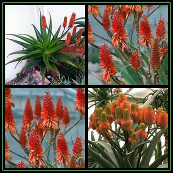 Aloe rupestris - Bottlebrush Aloe - 10 Seed Pack - Indigenous Succulent - Worldwide Shipping, NEW